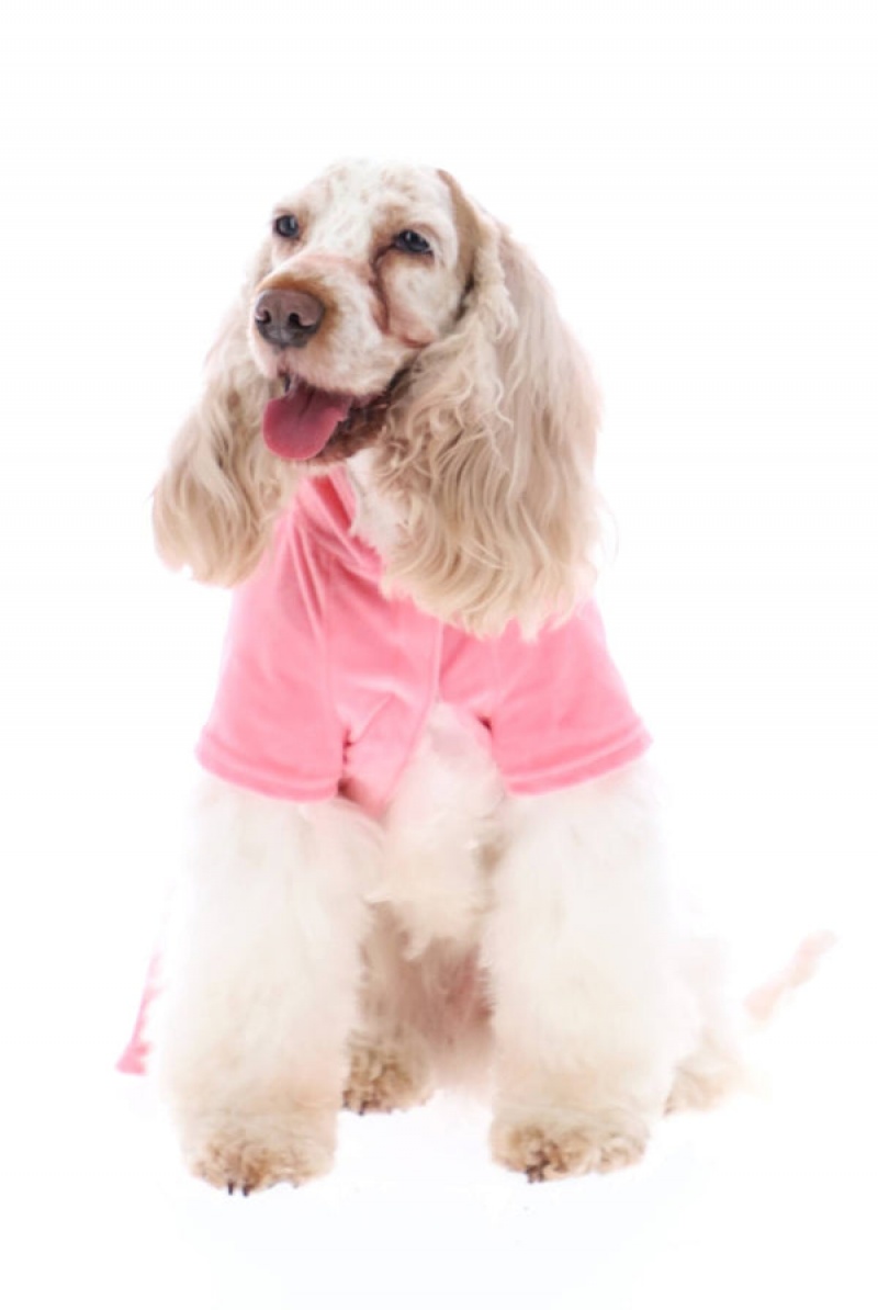 Juicy Couture Pet Velour Tracksuit Xs/S Rosa | JC-SN652309